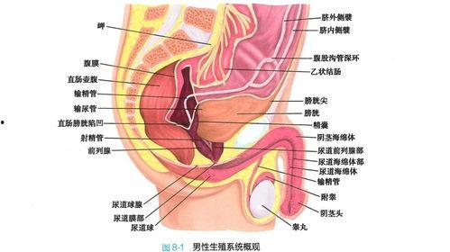 生殖器照片,从照片中探寻人体奥秘