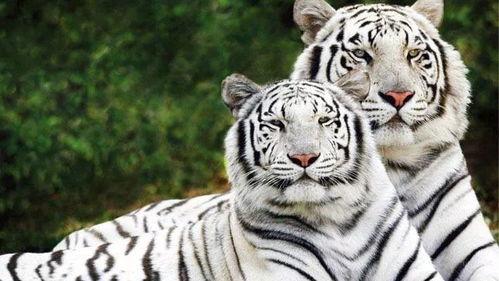 四虎娱乐过期,过期背后的真相与反思