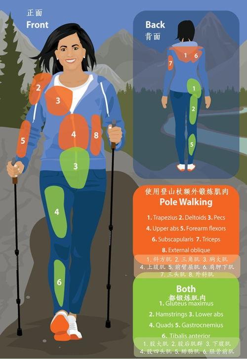 肌肉群图片,揭秘人体力量之源
