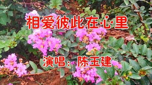 陈玉建个人资料