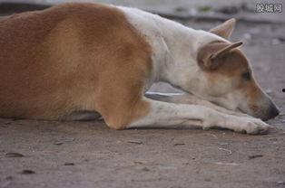 女主播馬小云,女主播的崛起与影响力