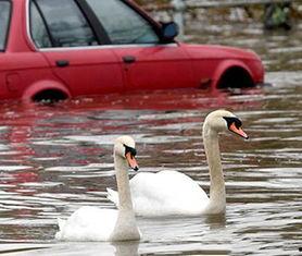 天鹅表情包,优雅与幽默的完美融合
